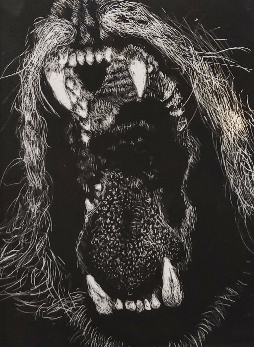 Scratchboard drawing by Kaitlyn Hilberg