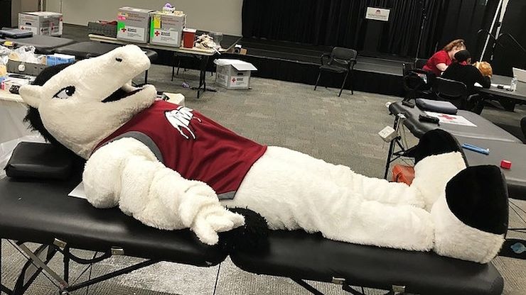 Montgomery County Community College's mascot, Monty, demonstrates how easy it is to give blood to help save lives. MCCC's West Campus will be holding a blood drive and wellness fair on Sept. 11 from 10 a.m. to 3 p.m.