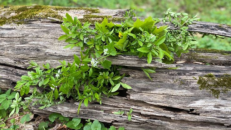 flowers on log