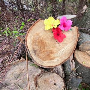 flowers on log