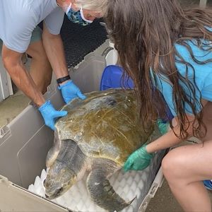 Samantha Eames helps rescue a sea turtle.