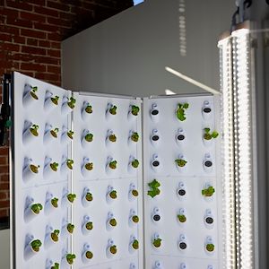 MCCC Wellness Center hydroponics unit