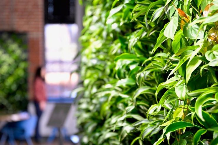 MCCC Wellness Center living plant wall 